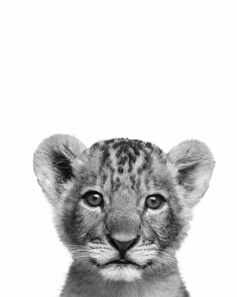 Lionceau Rigolo art print by BRAUN Studio for $57.95 CAD