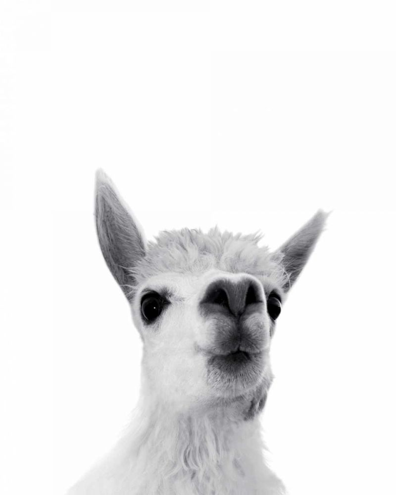 Lama Rigolo art print by BRAUN Studio for $57.95 CAD