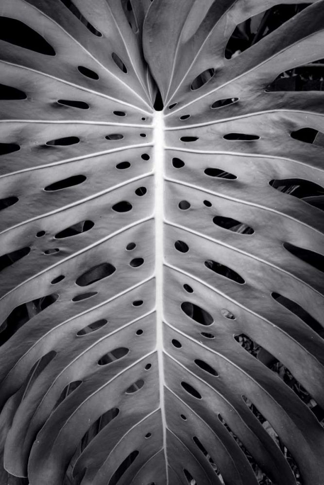 Feuillage Monstera art print by BRAUN Studio for $57.95 CAD