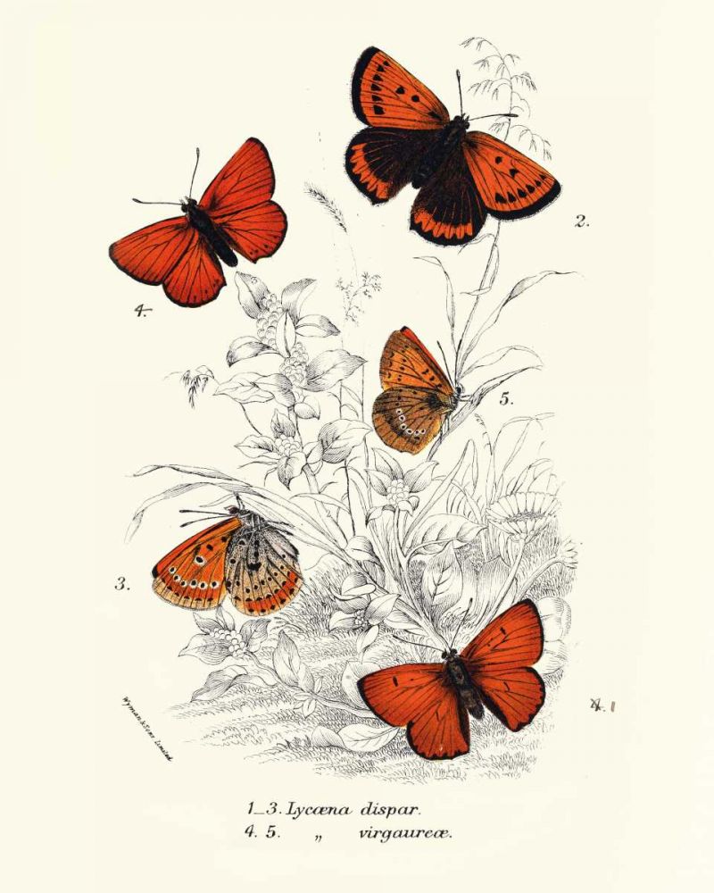 Planche Papillons 2 art print by BRAUN Studio for $57.95 CAD