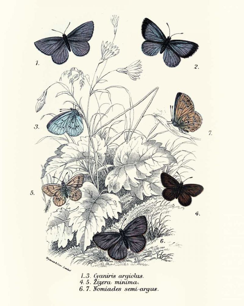 Planche Papillons 3 art print by BRAUN Studio for $57.95 CAD