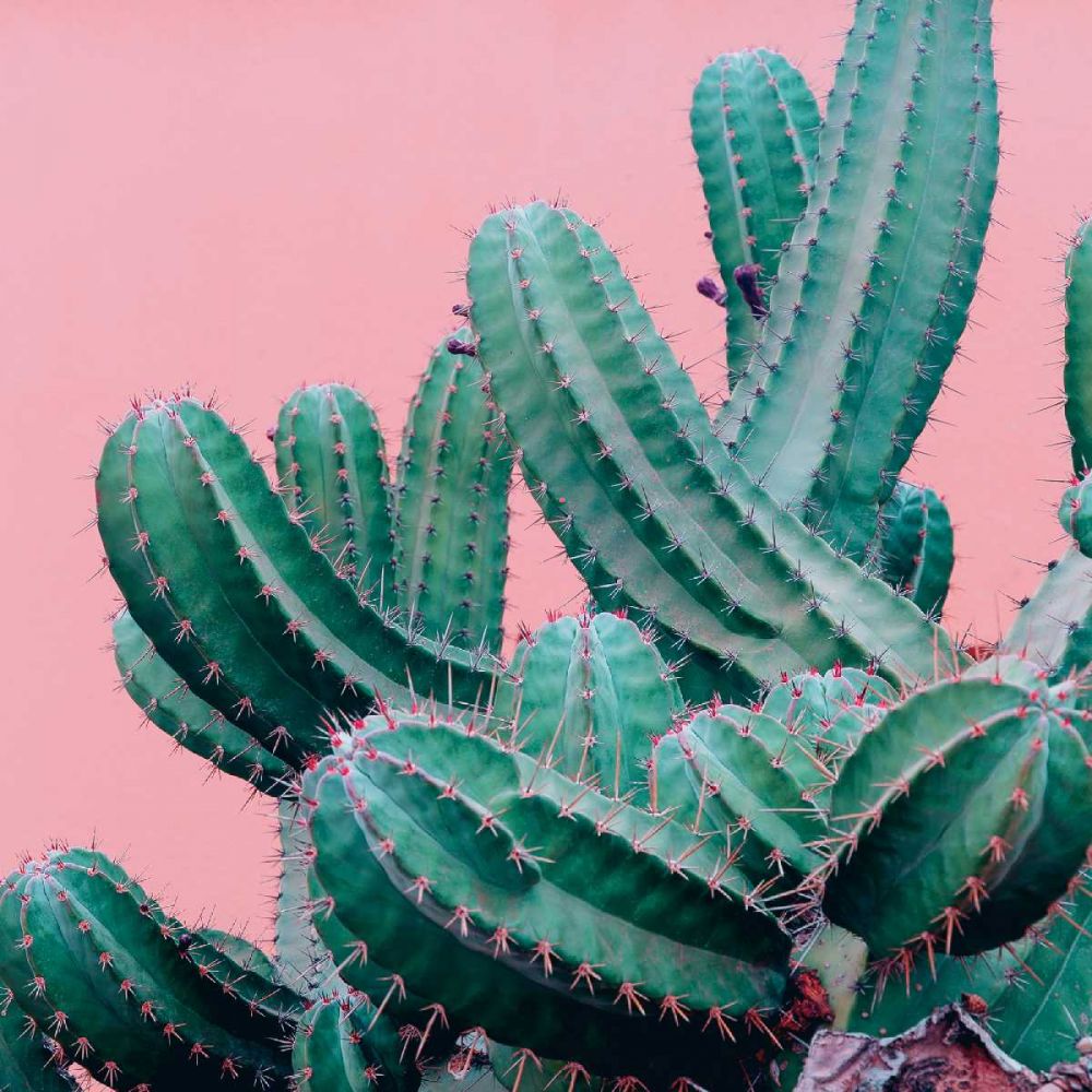 Braun Studio - Pink cactus art print by BRAUN Studio for $57.95 CAD