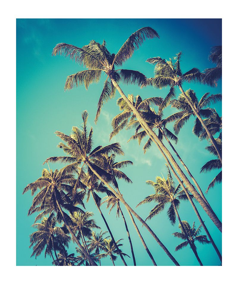 Palm Trees art print by Braun Studio for $57.95 CAD