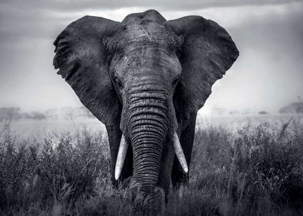 Eléphant art print by BRAUN Studio for $57.95 CAD