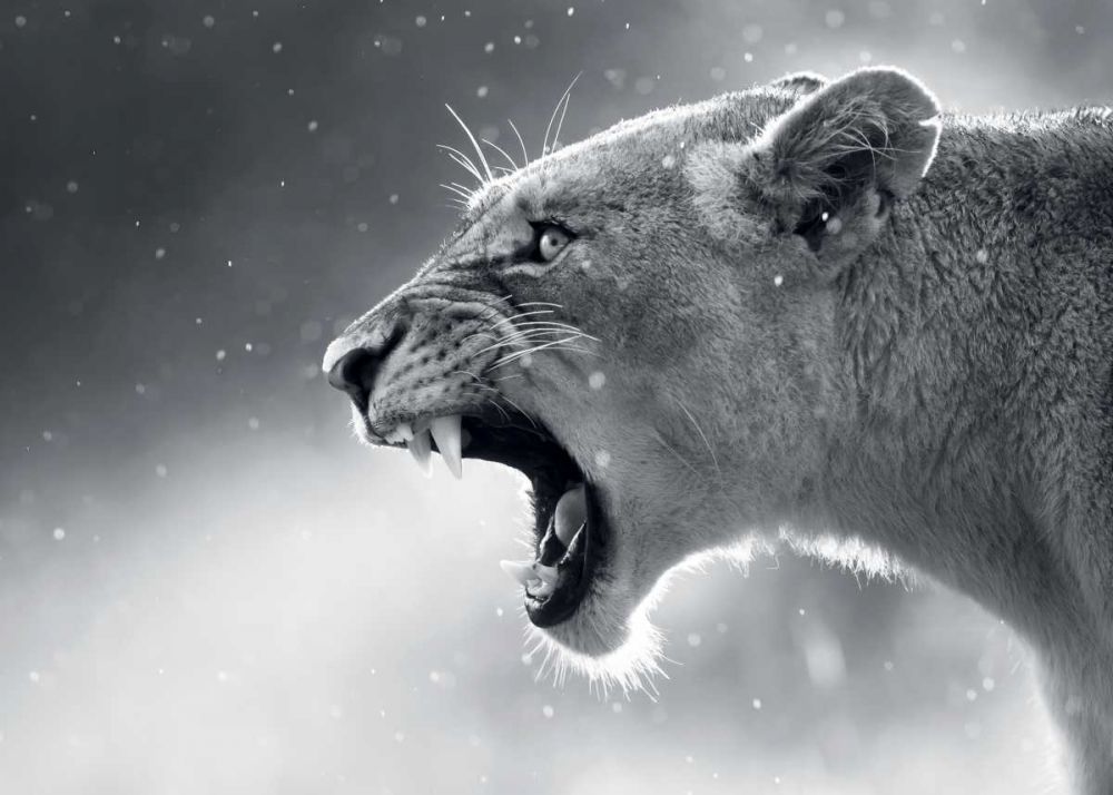Lionne art print by BRAUN Studio for $57.95 CAD