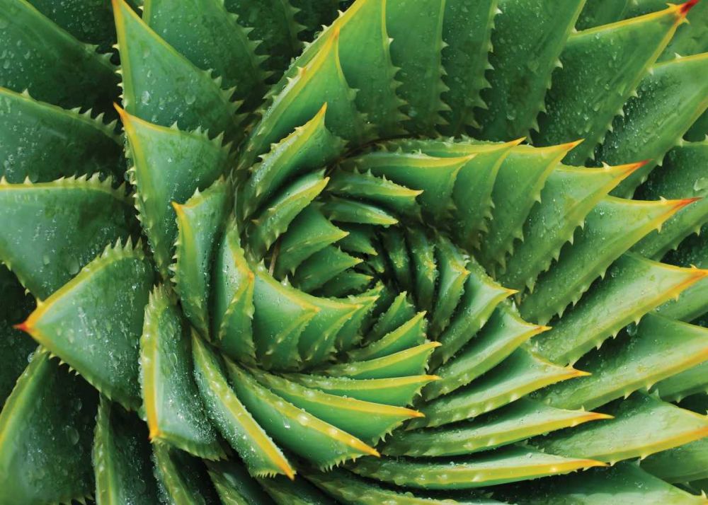 Vert de cactus art print by BRAUN Studio for $57.95 CAD