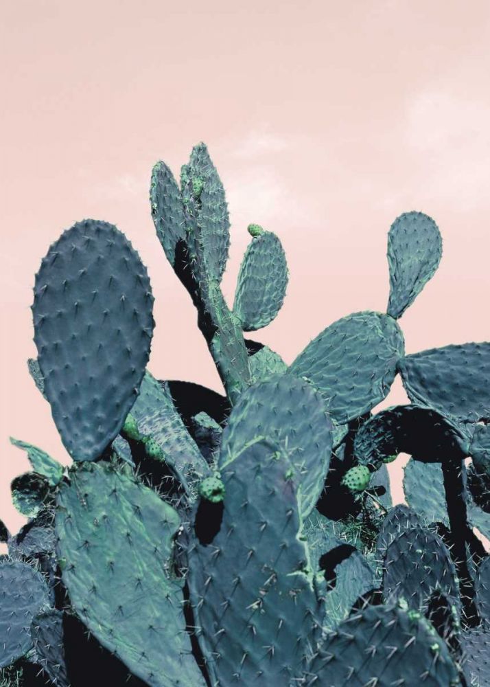 Cactus Raquettes art print by BRAUN Studio for $57.95 CAD