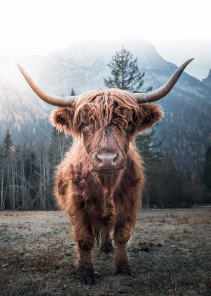 Highland Cow art print by BRAUN Studio for $57.95 CAD
