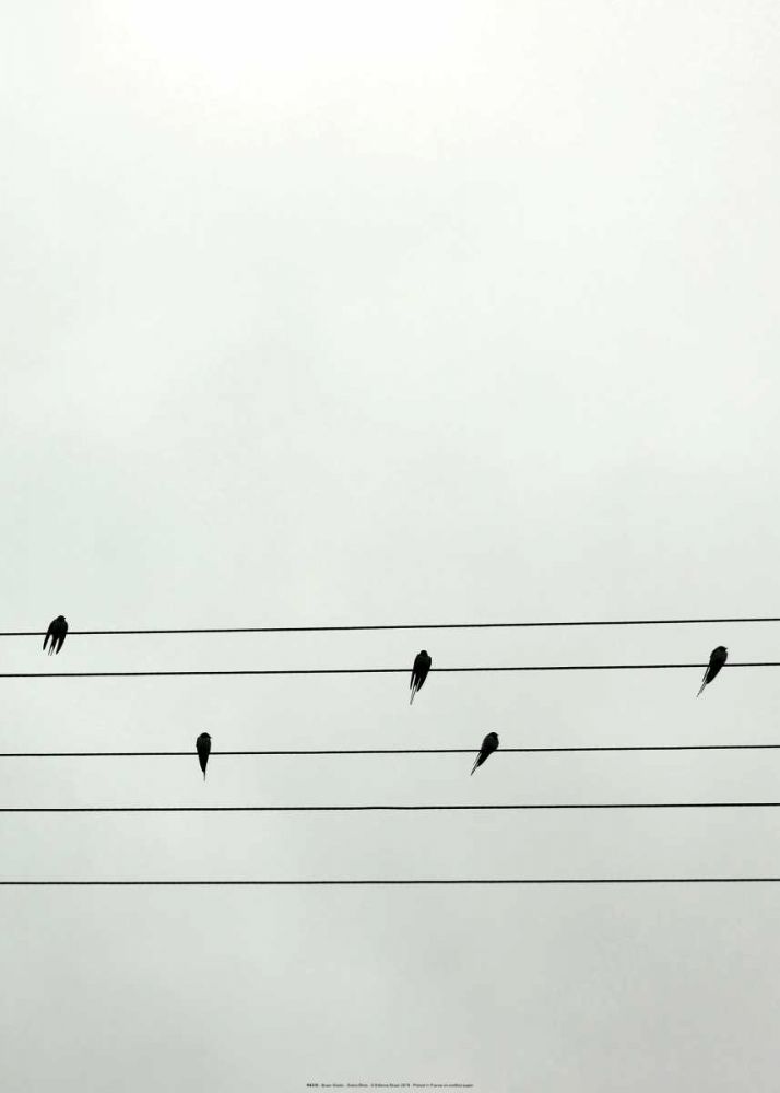 Guitar Birds art print by BRAUN Studio for $57.95 CAD
