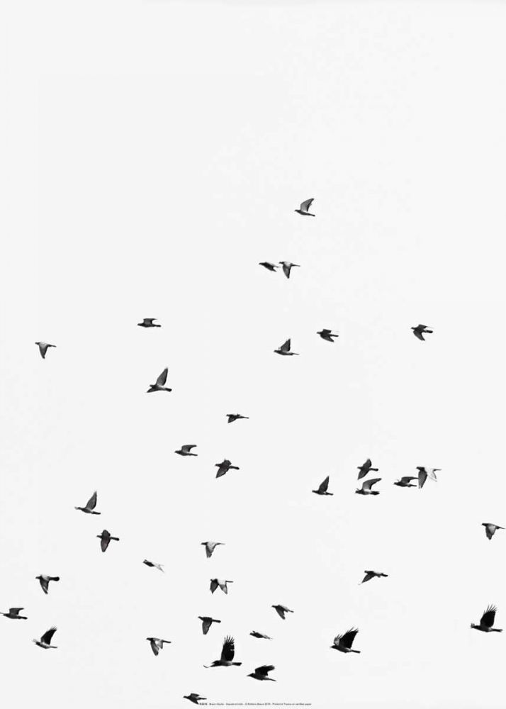 Squadron birds art print by BRAUN Studio for $57.95 CAD