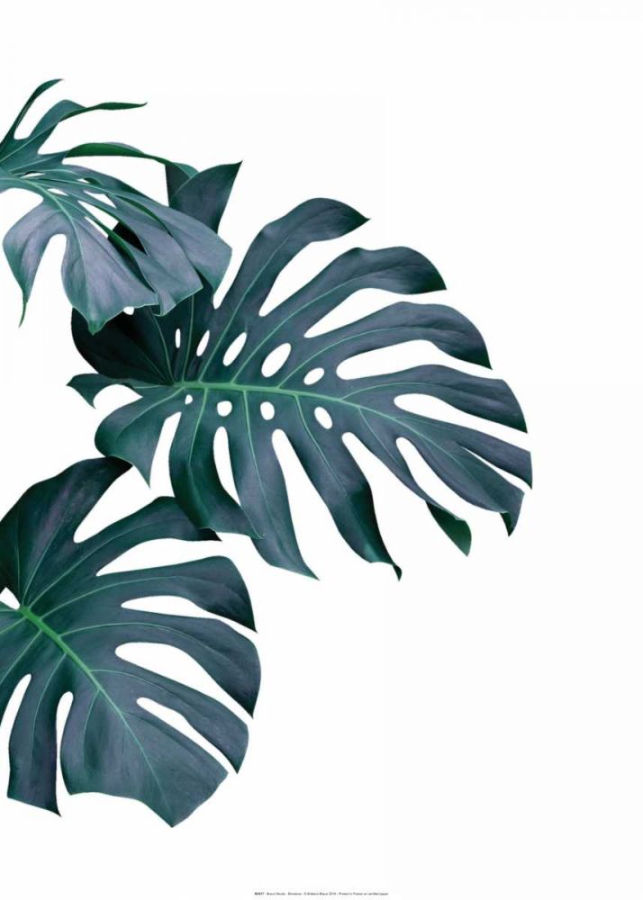 Monstera art print by BRAUN Studio for $57.95 CAD