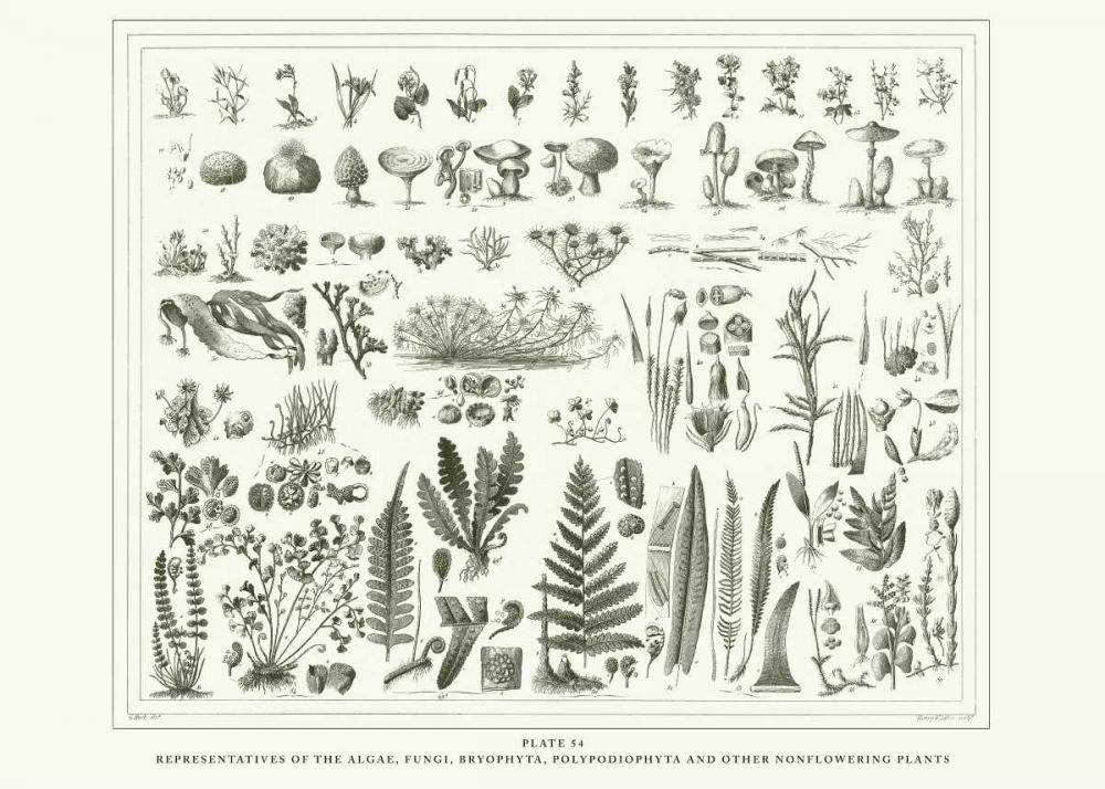 Planche Botanique 1 art print by BRAUN Studio for $57.95 CAD