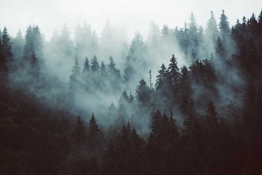 Braun Studio - Misty forest art print by BRAUN Studio for $57.95 CAD