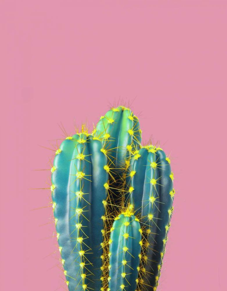 Braun Studio - Cactus epines jaunes art print by BRAUN Studio for $57.95 CAD