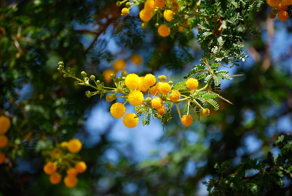 Yellow Mimosa I art print by Knoble for $57.95 CAD