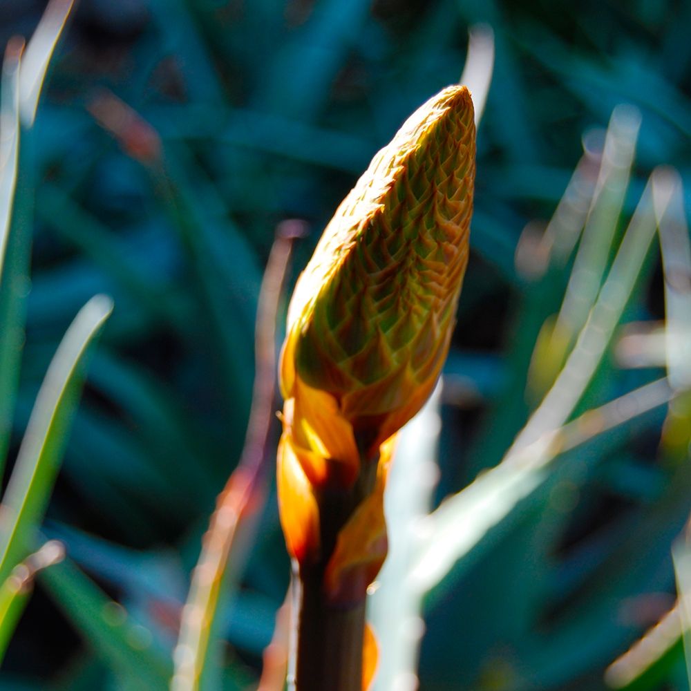 Aloe Bud I art print by Knoble for $57.95 CAD
