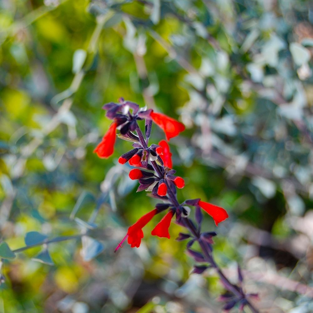 Wildflower I art print by Knoble for $57.95 CAD