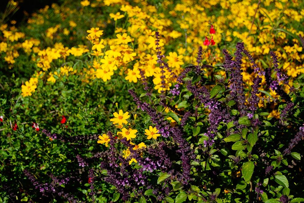 Wildflowers I art print by Knoble for $57.95 CAD