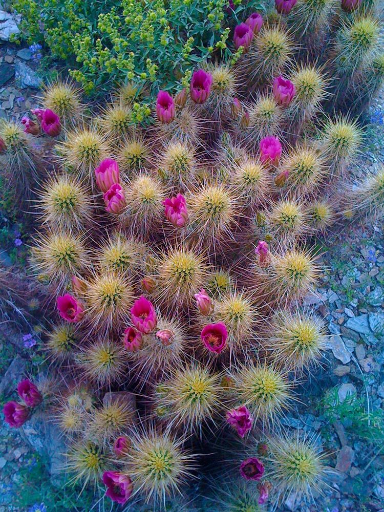 Cactus Blooms I art print by Knoble for $57.95 CAD