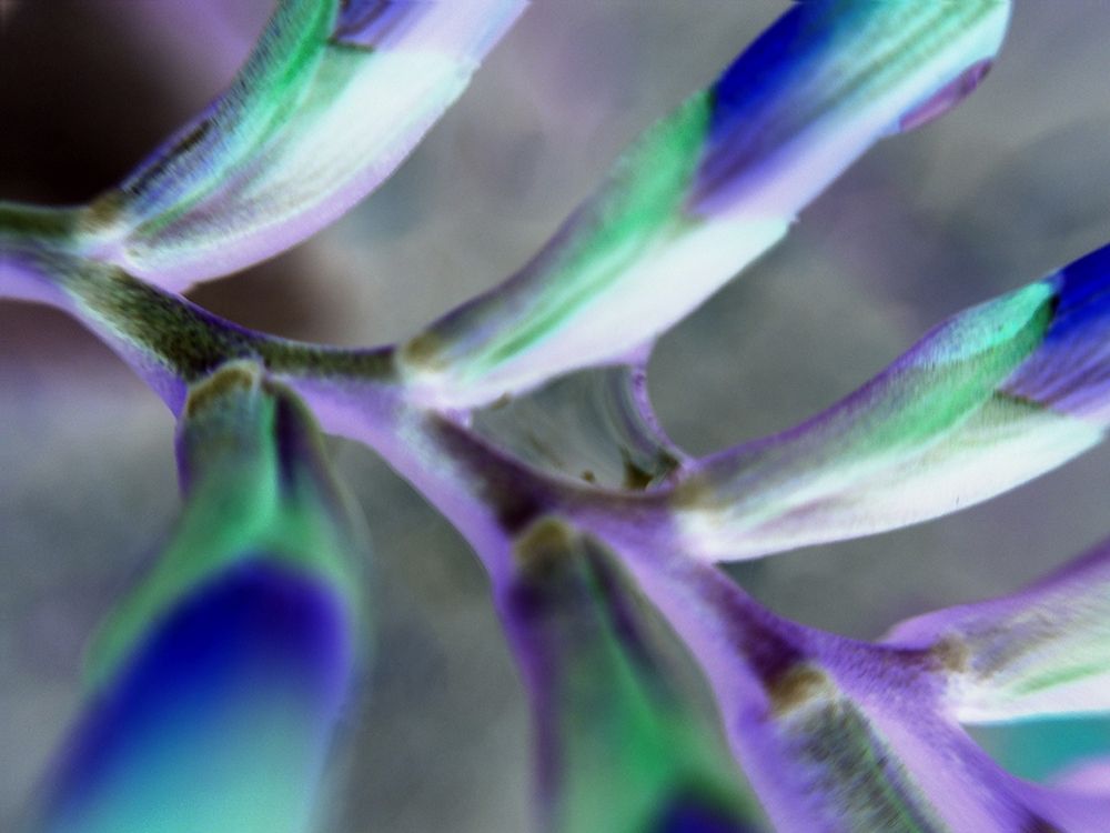 Purple Spine art print by Grayscale for $57.95 CAD