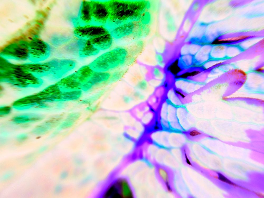 Biologic I art print by Grayscale for $57.95 CAD