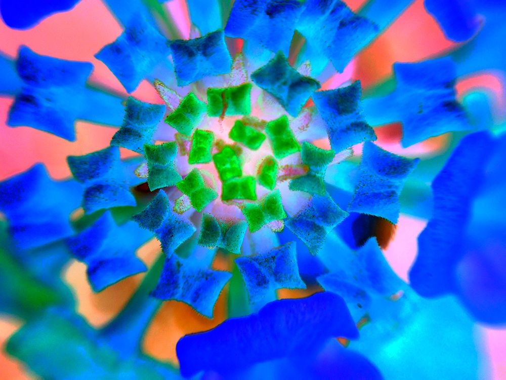 Radial Bowties III art print by Grayscale for $57.95 CAD