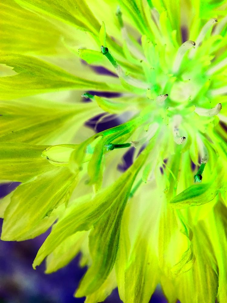 Natural Glow II art print by Grayscale for $57.95 CAD