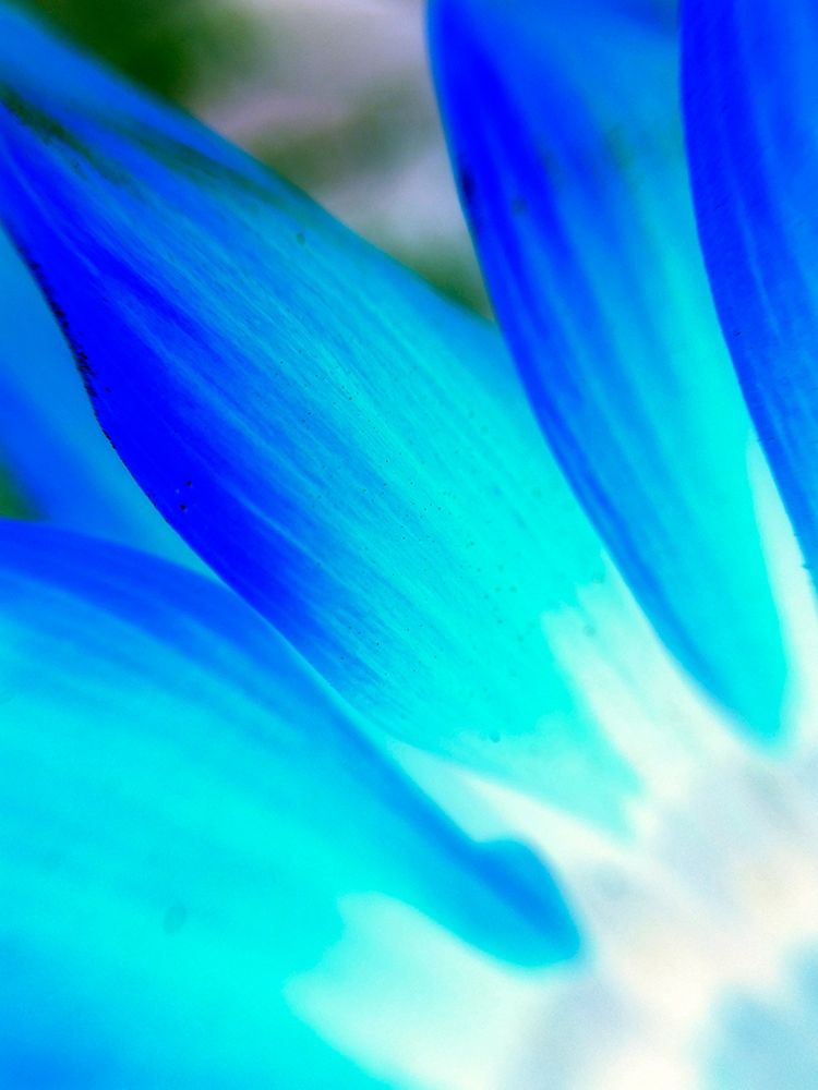 Blue Leaves I art print by Grayscale for $57.95 CAD