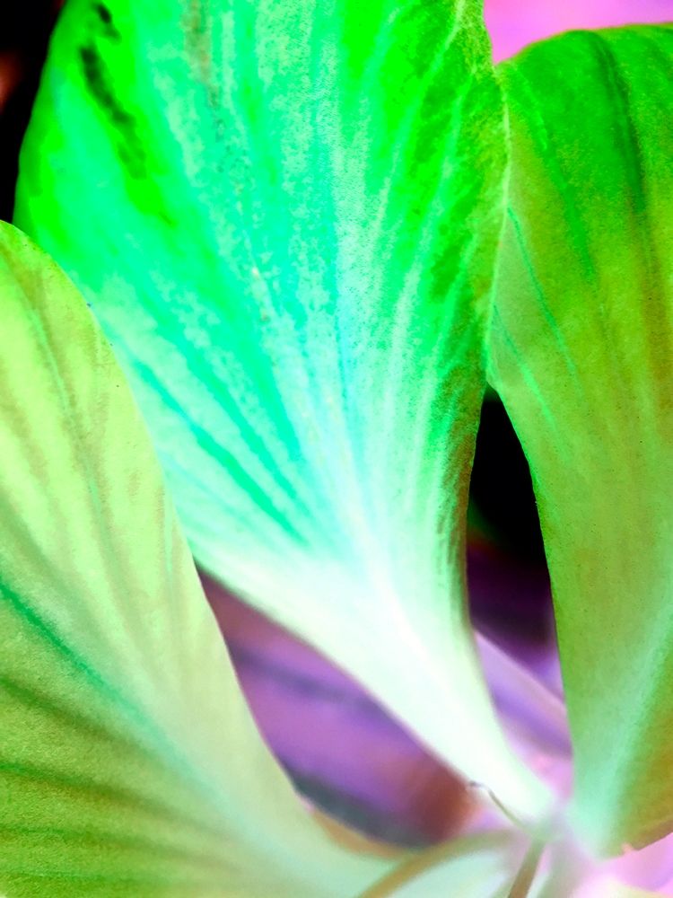Green Leaves I art print by Grayscale for $57.95 CAD