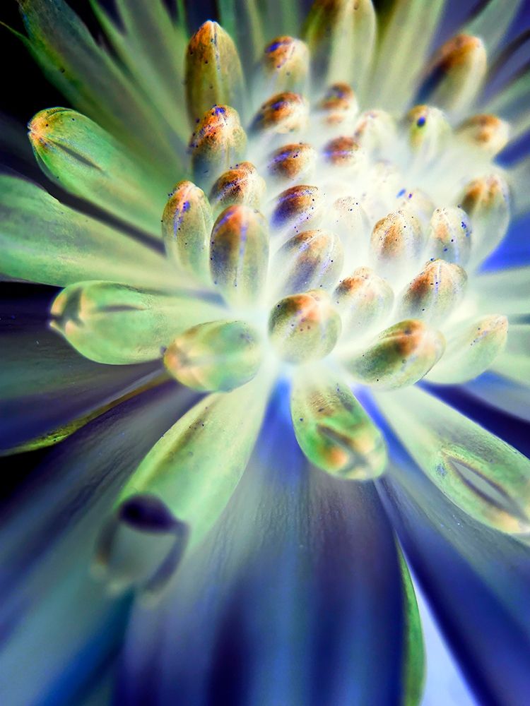 Bright Cluster II art print by Grayscale for $57.95 CAD