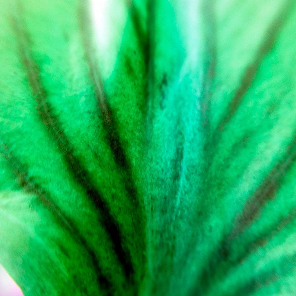 Green Leaves IV art print by Grayscale for $57.95 CAD