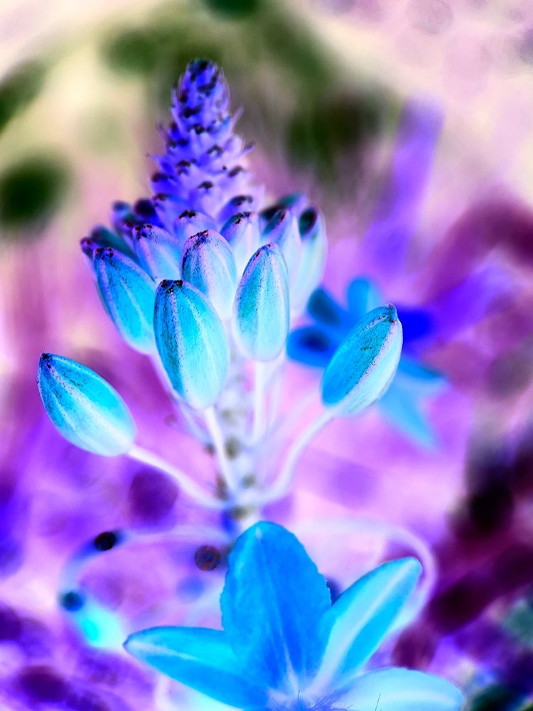 Infra Flower I art print by Grayscale for $57.95 CAD