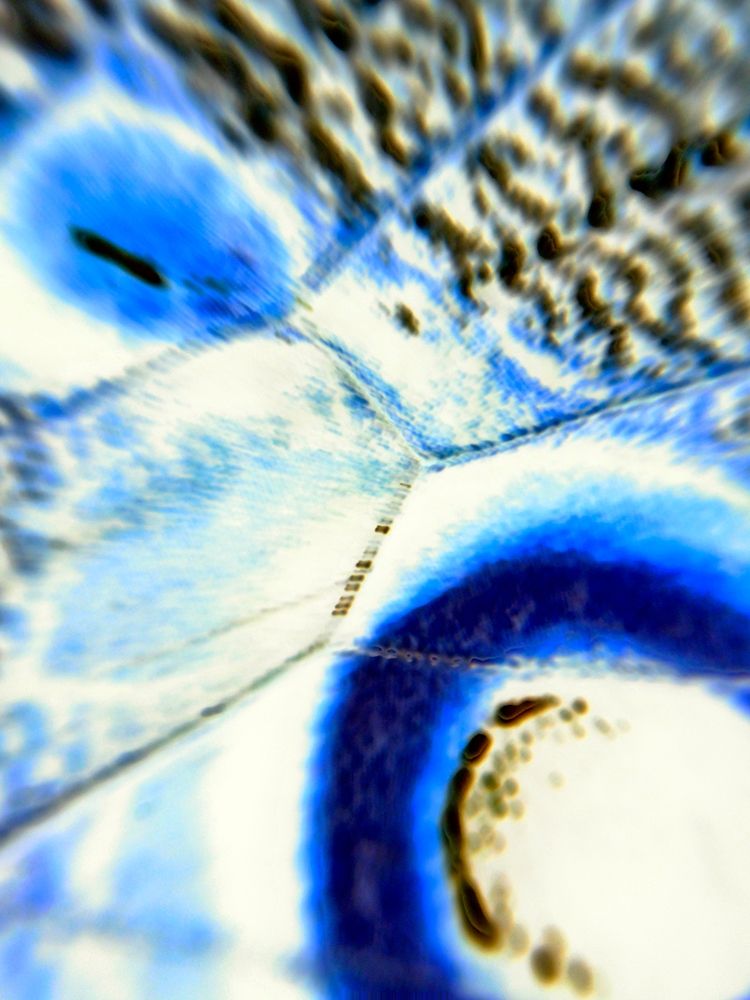 Stained Wing I art print by Grayscale for $57.95 CAD