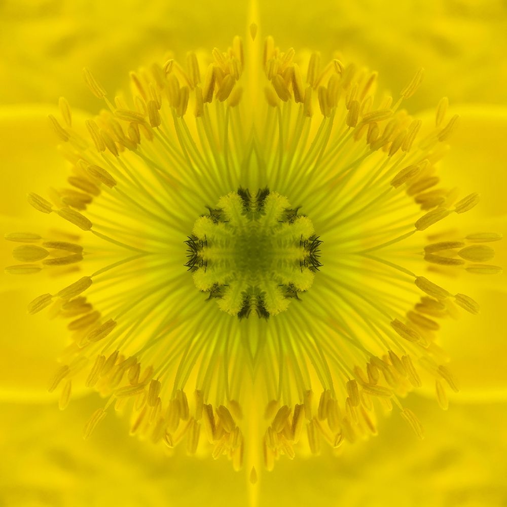 Flower Medallion II art print by Grayscale for $57.95 CAD