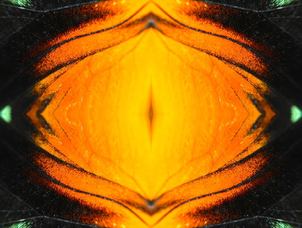 Butterfly Eye I art print by Grayscale for $57.95 CAD