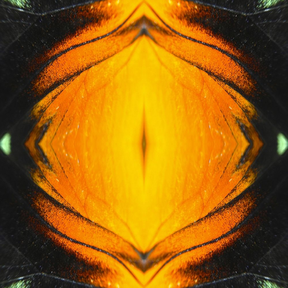 Butterfly Eye Ib art print by Grayscale for $57.95 CAD