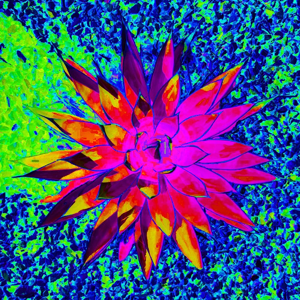 Aloe Burst I art print by Grayscale for $57.95 CAD