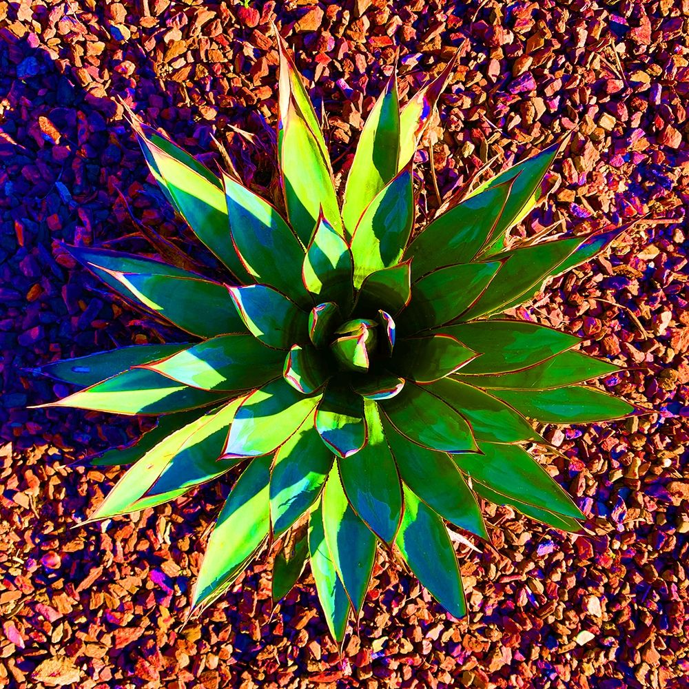 Aloe Burst II art print by Grayscale for $57.95 CAD