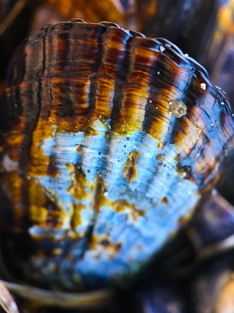 Wet Shell I art print by Grayscale for $57.95 CAD