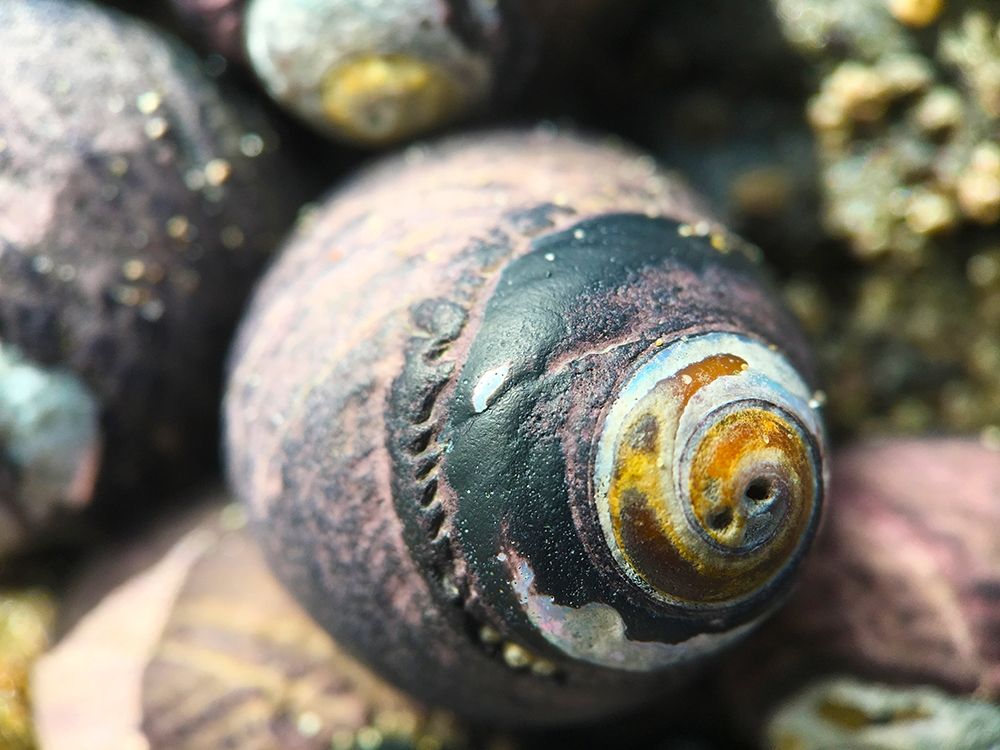 Shell Spiral I art print by Grayscale for $57.95 CAD