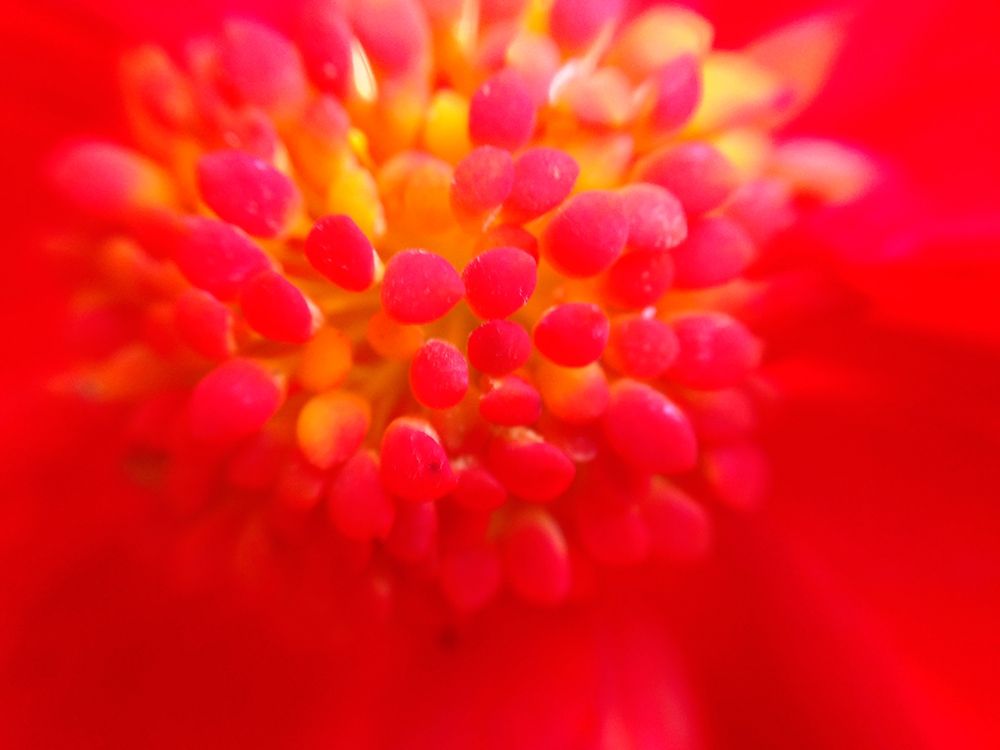Flower Cluster I art print by Grayscale for $57.95 CAD