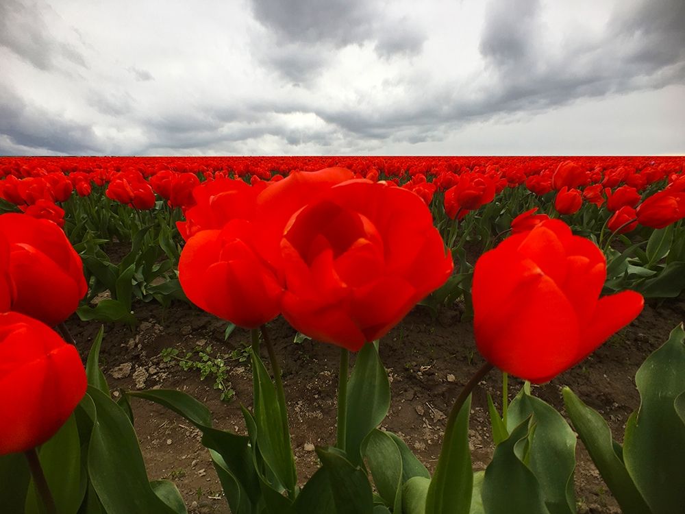 Red Tulip Field art print by Grayscale for $57.95 CAD