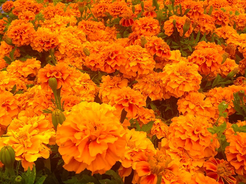 Chrysanthemums I art print by Grayscale for $57.95 CAD