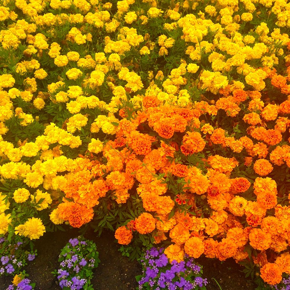 Chrysanthemums II art print by Grayscale for $57.95 CAD