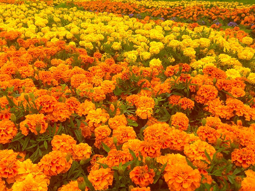 Chrysanthemums III art print by Grayscale for $57.95 CAD