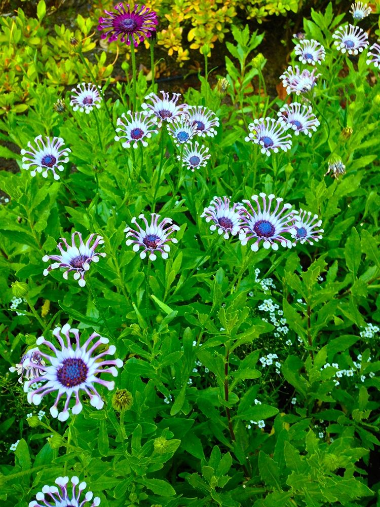 White and Purple I art print by Grayscale for $57.95 CAD
