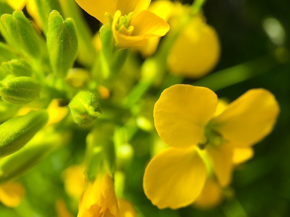 Yellow Wildflower I art print by Grayscale for $57.95 CAD