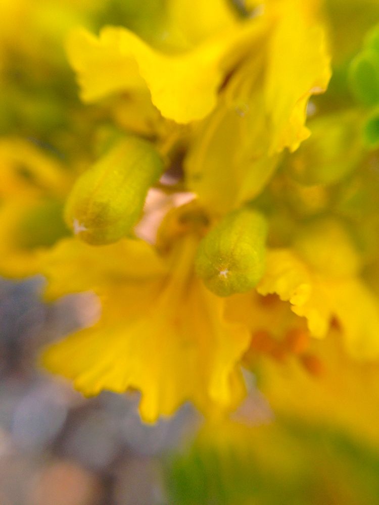 Yellow Wildflower II art print by Grayscale for $57.95 CAD