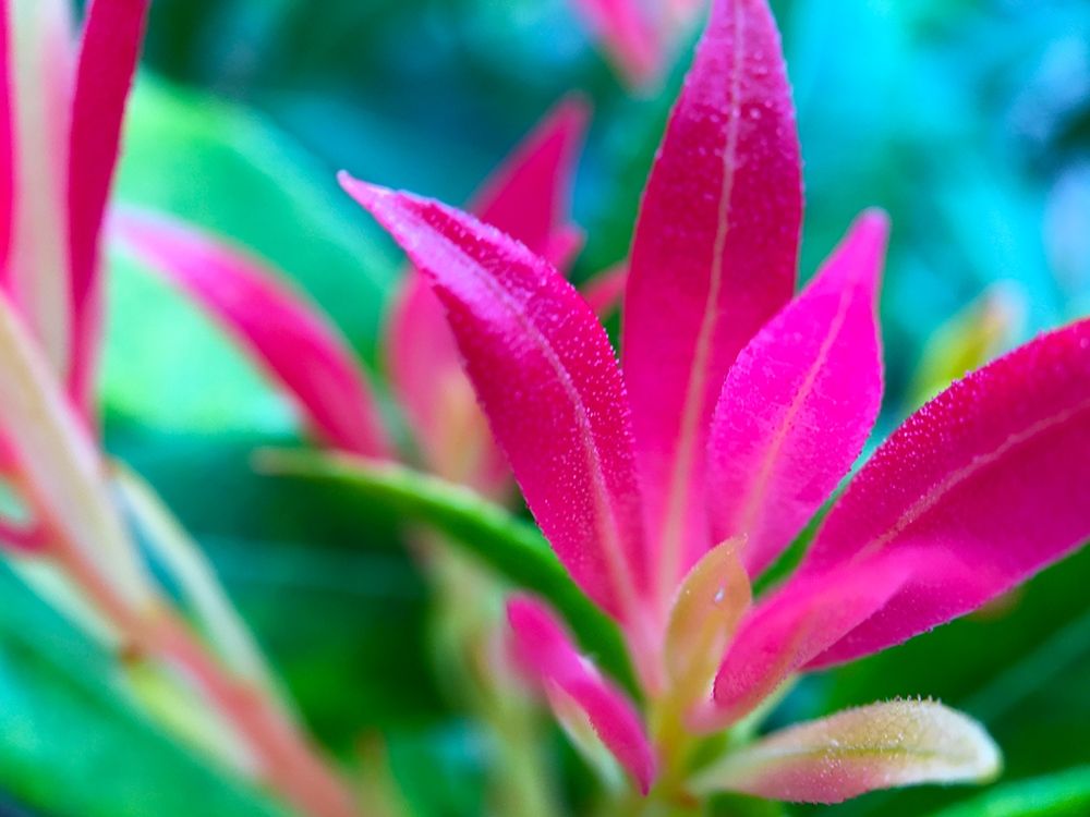 Pink Leaves I art print by Grayscale for $57.95 CAD