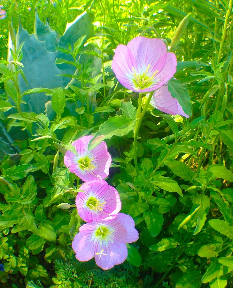 Geraniums I art print by Grayscale for $57.95 CAD